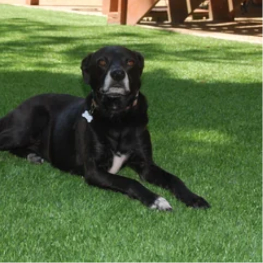Black dog resting on a pet-friendly Toronto artificial turf backyard lawn
