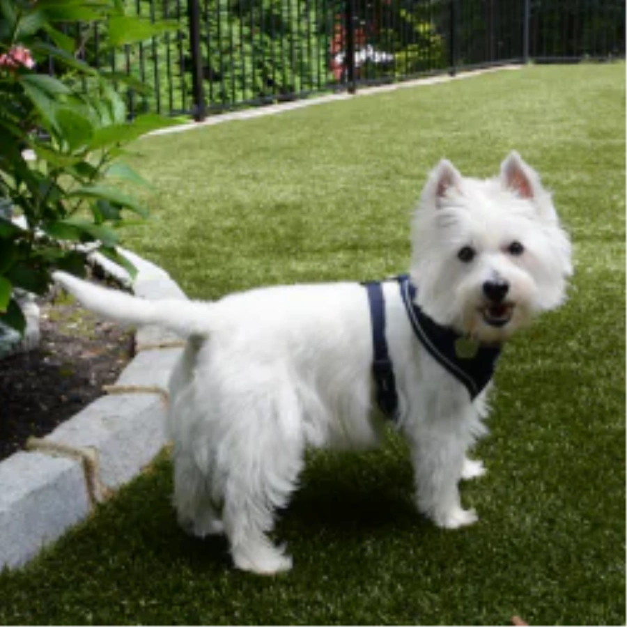 Pet Turf for Multi-Family Properties and Dog Parks in Toronto