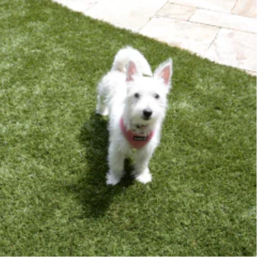 Choosing the Right Turf for Dogs