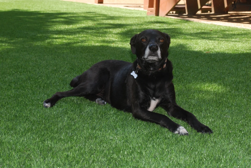 Black dog resting on a pet-friendly Toronto artificial turf backyard lawn