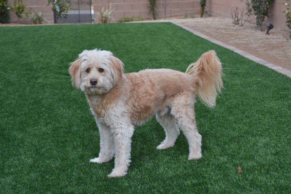 Toronto artificial grass landscaping