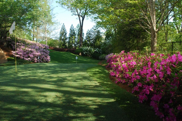 Toronto backyard putting green grass with flags and pink flowers